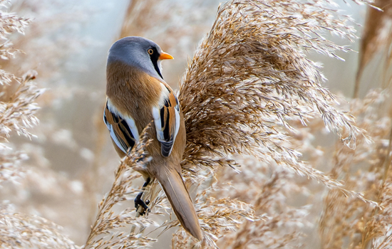 Sortie nature : Nez à bec avec les oiseaux des roseaux