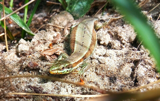 Les reptiles de la réserve