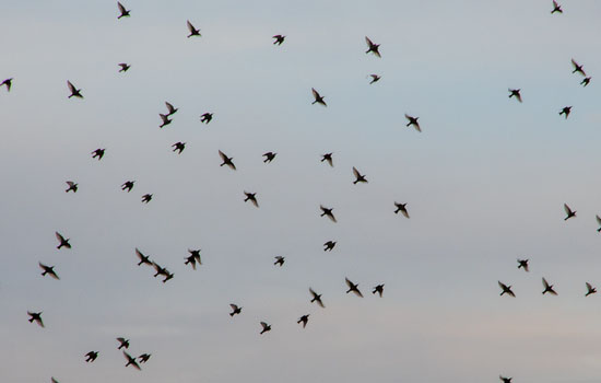 Sortie nature : Suivi de la migration