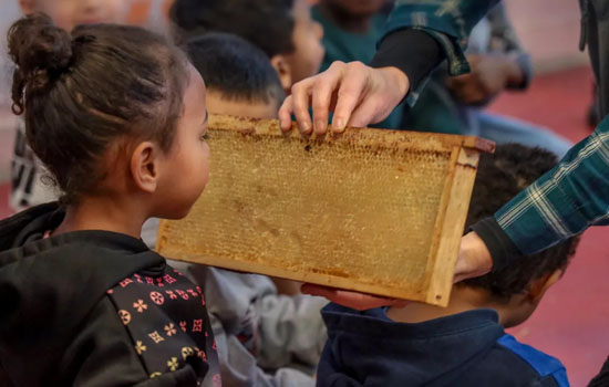 Atelier : Le secret des abeilles