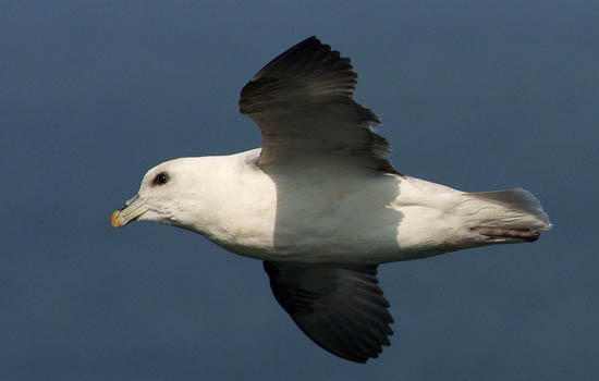 Les oiseaux du bord de mer