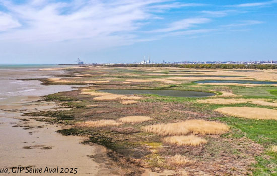 Phoques, vasières et roselières