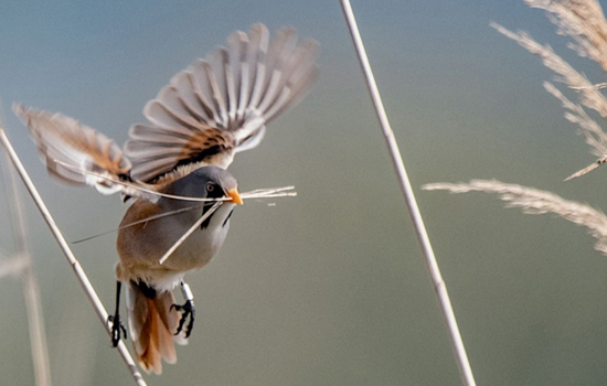 Stage d'initiation à l'ornithologie