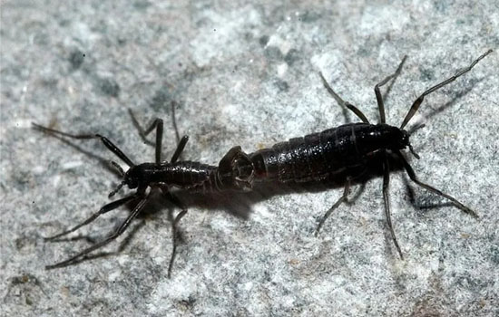 Les anomalies de la nature