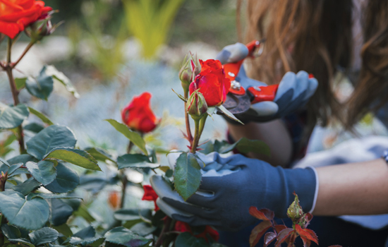 Atelier participatif : La taille des rosiers