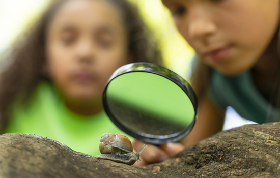 Propos de jardinier : À la découverte de la faune du jardin