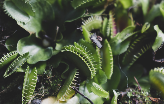 Propos de jardinier : À la découverte des plantes carnivores