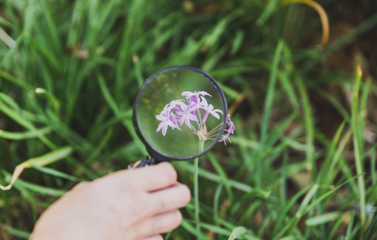 Propos de jardinier : La botanique pour les nuls