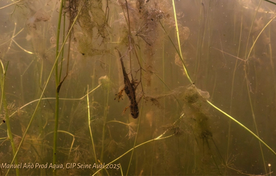 Mercredi Nature : À la découverte des amphibiens
