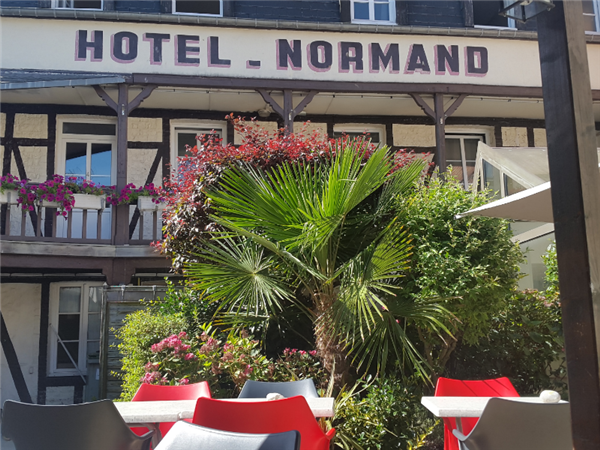 Terrasse palmier © Hôtel Normand