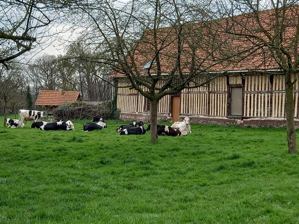 Vaches dans le pré