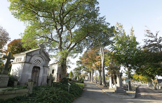 Guided tour: Sainte-Marie Cemetery