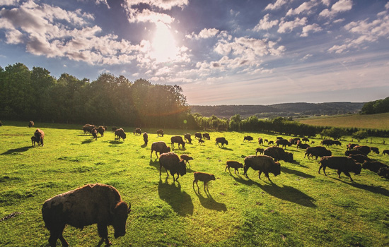 Parc canadien - Visite du parc des Bisons
