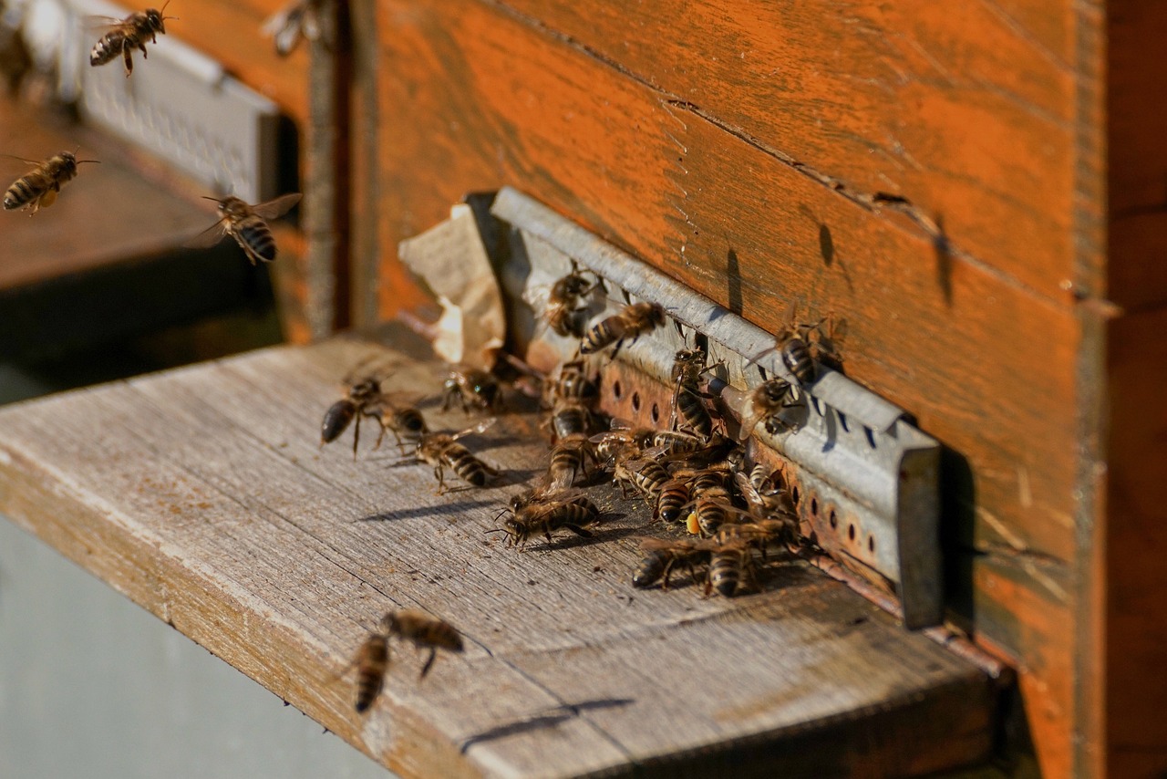 colonies abeilles 