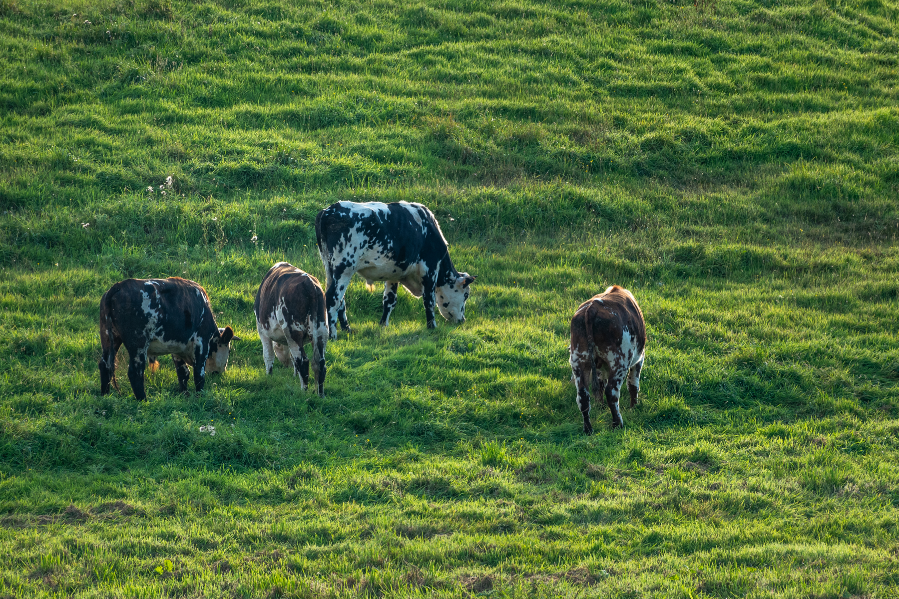 bocage-2
