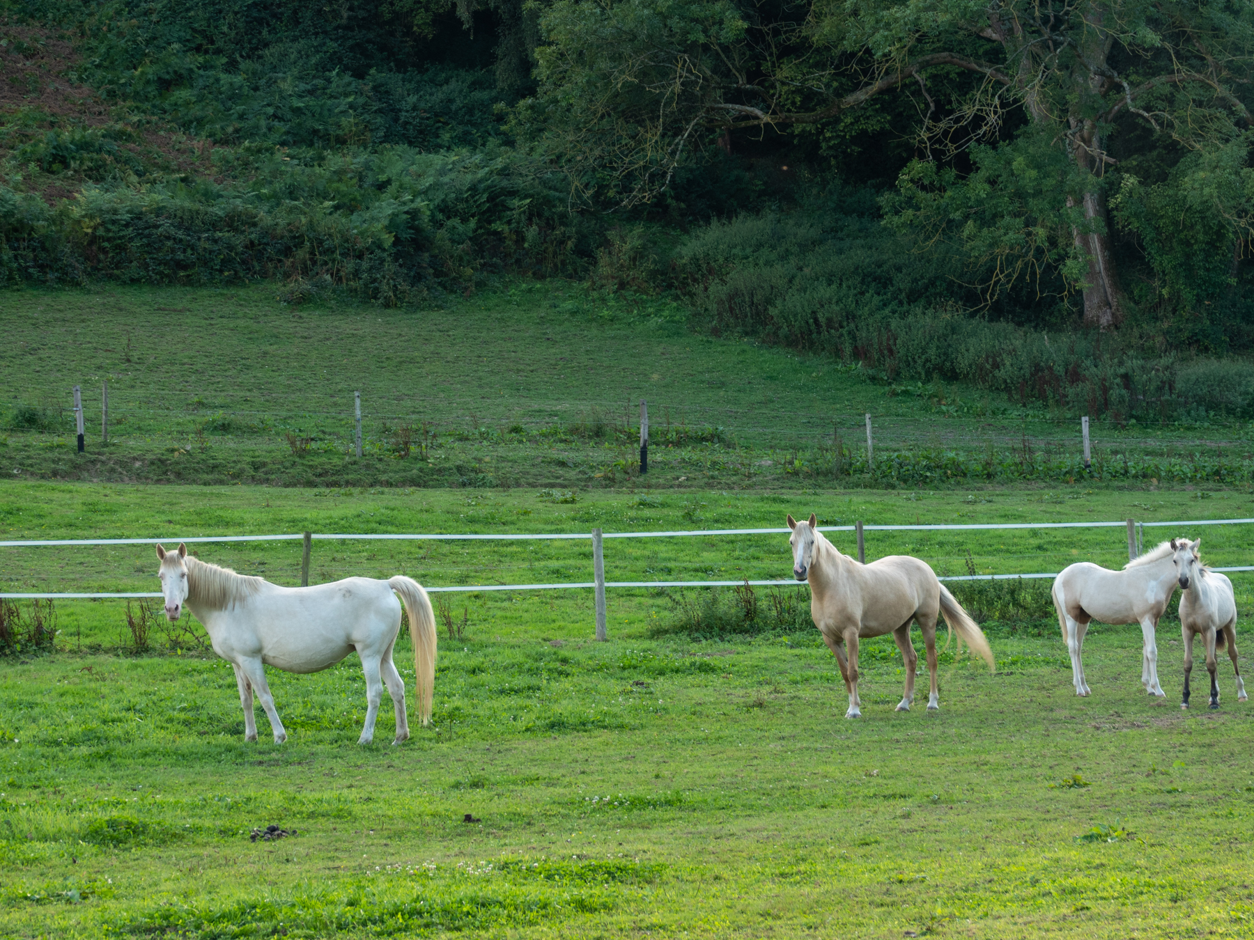 bocage-3
