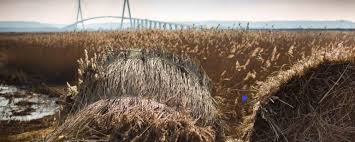 Démonstration de coupe des roseaux dans la réserve de l'Estuaire