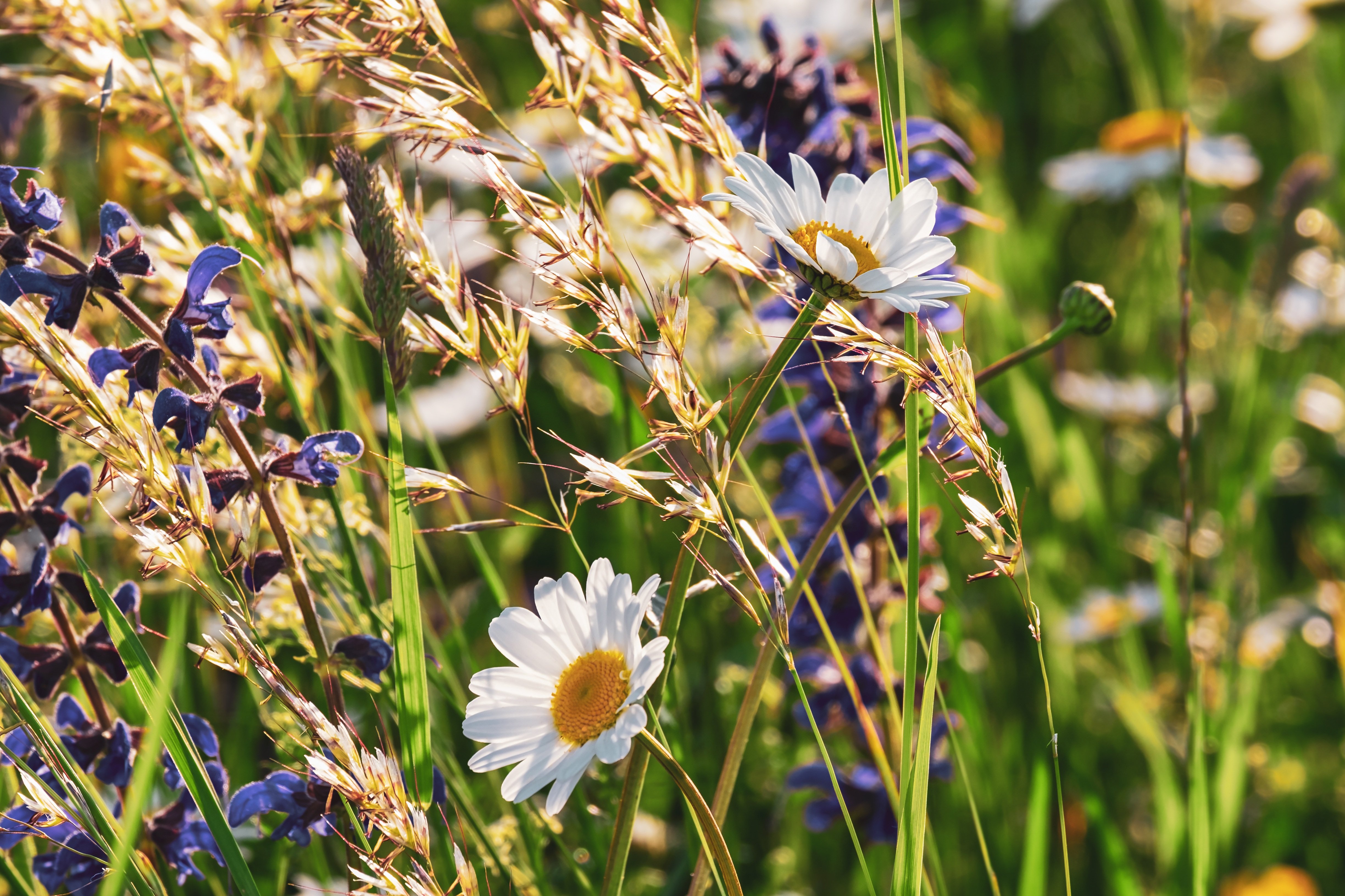 Balade contée à la découverte des plantes sauvages