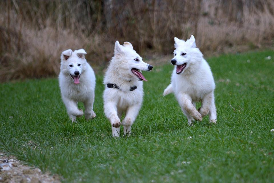 Expo canine Berger blanc suisse