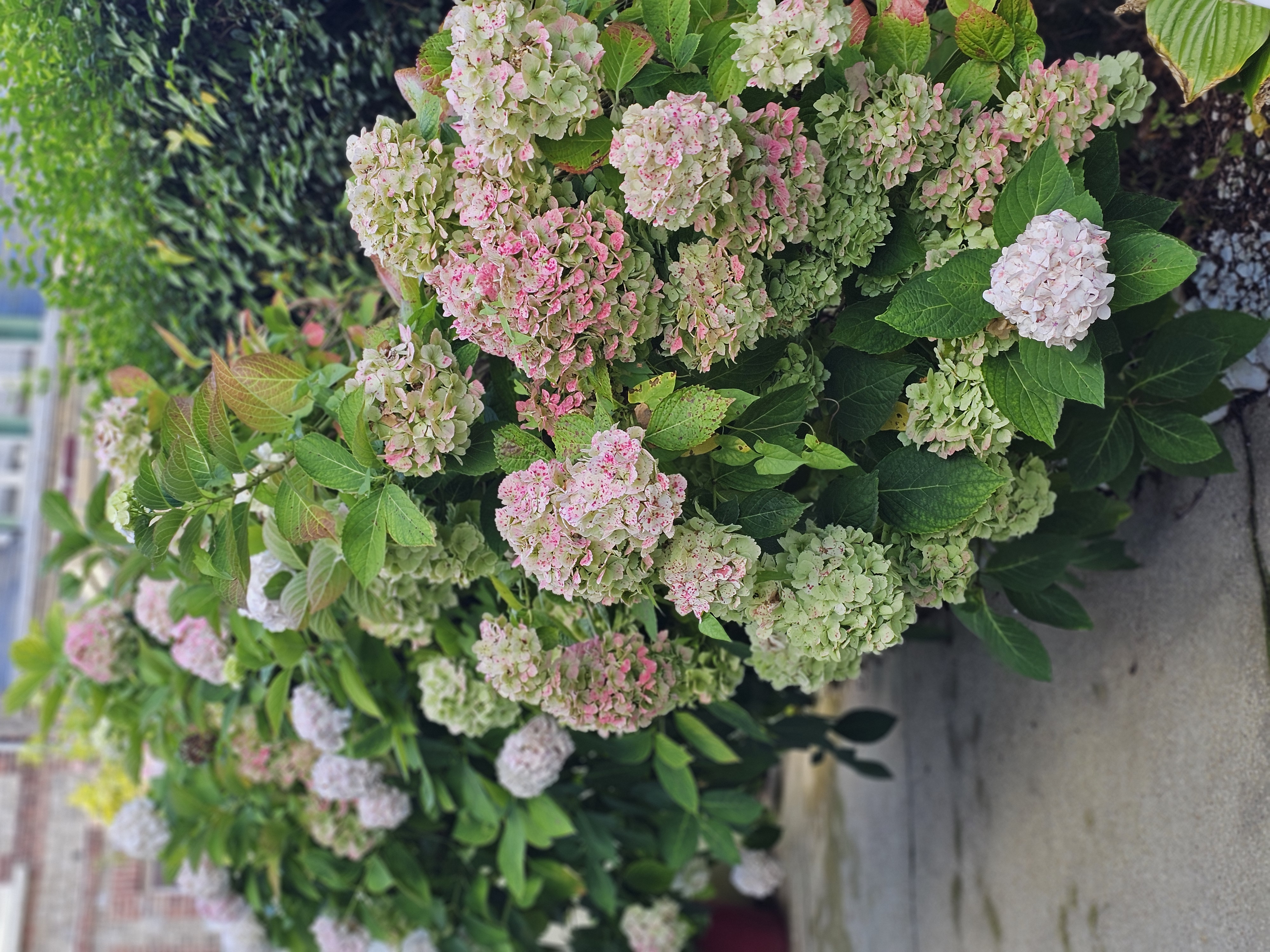 fleurs