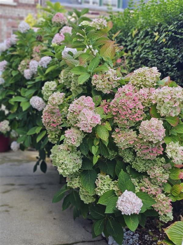Fleurs