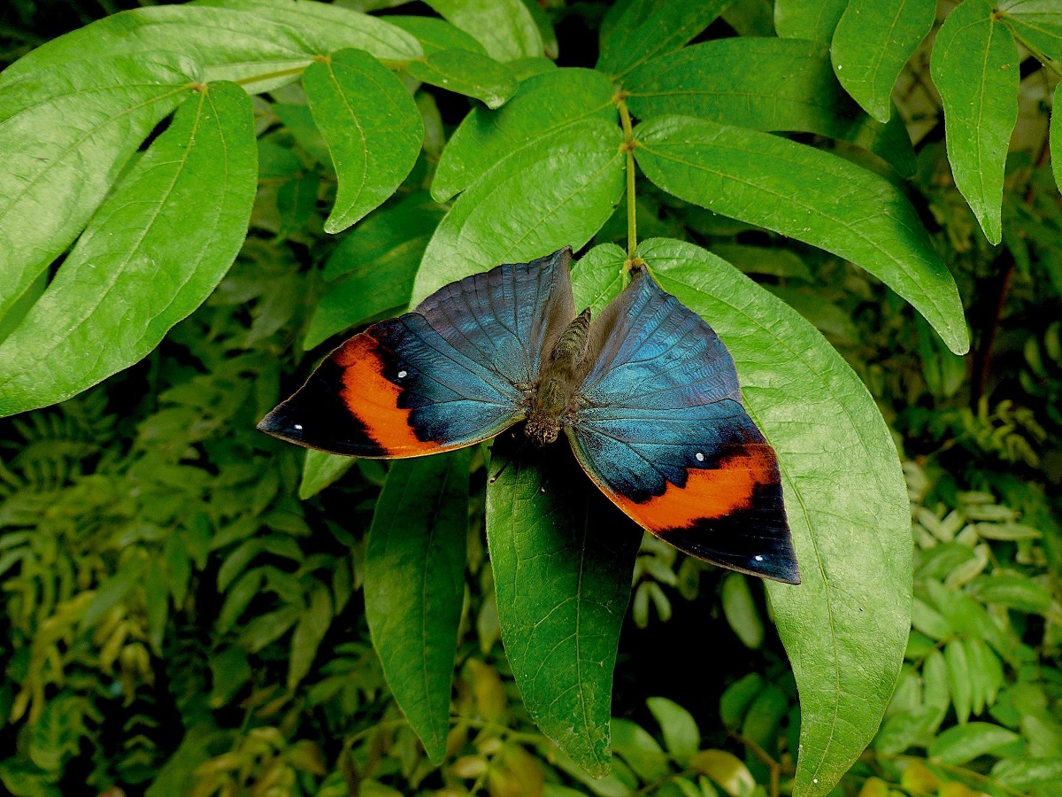 kallima-inachus-(malaisie)