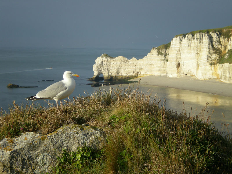 Visite naturaliste commentée sur les falaises d'Etretat proposée par Natterra