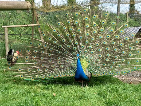 Paon qui fait la roue