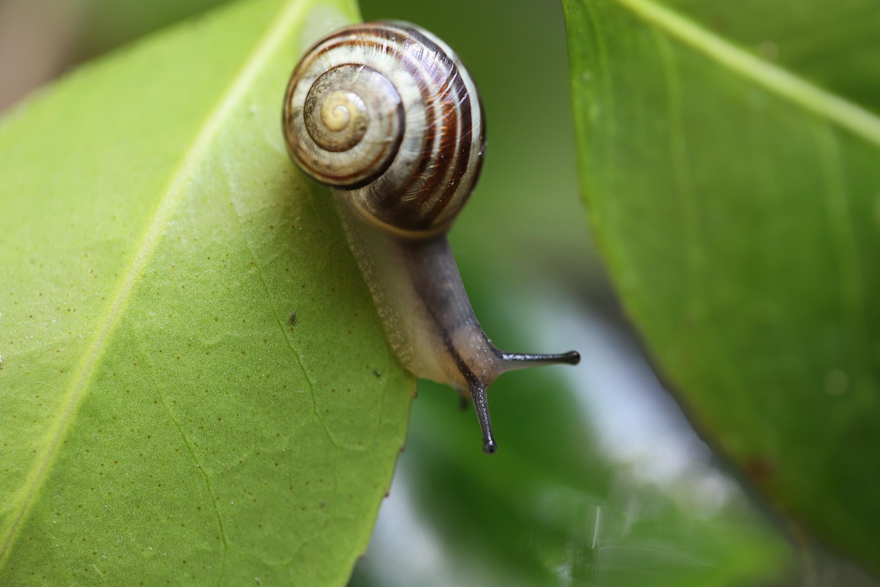 Visite Découverte de l'Escargot du Mont Réal