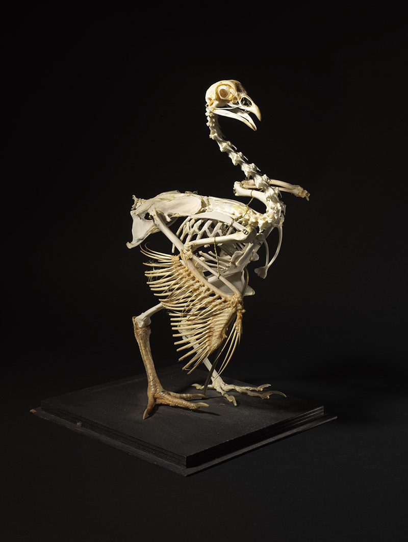 Exposition - Des dinosaures aux oiseaux