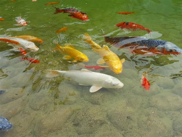 Jardin japonais