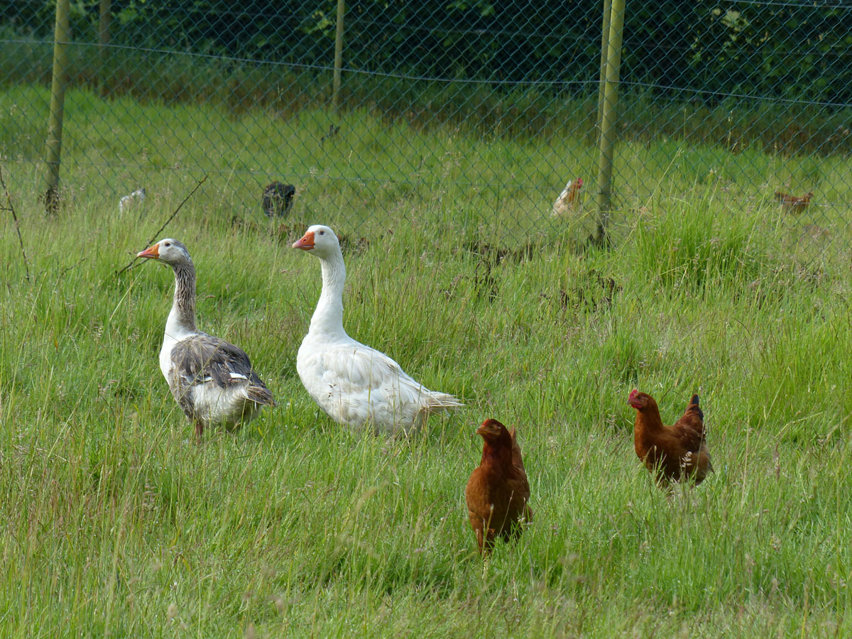 Le Jardin Clos - M. Drouet